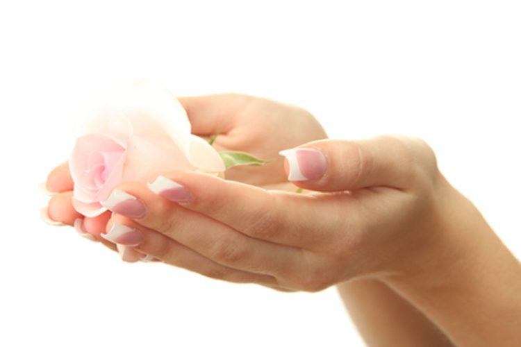 Beautiful woman hands with rose, isolated on white